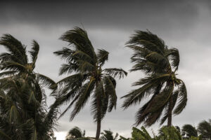 trees being blown in hurricane wind